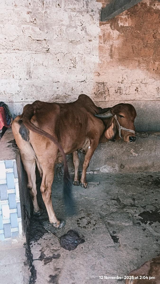 થંબનેલ 3