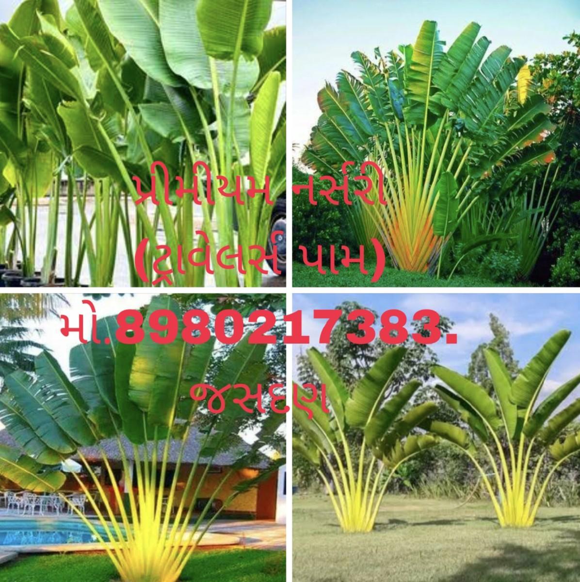 થંબનેલ 4