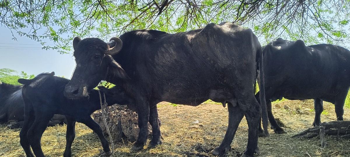 ભેસ‌ વેચવાની છે