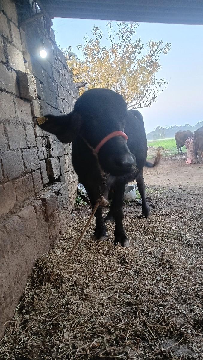 ભેંસ વેચવાની છે વેતર પેલો