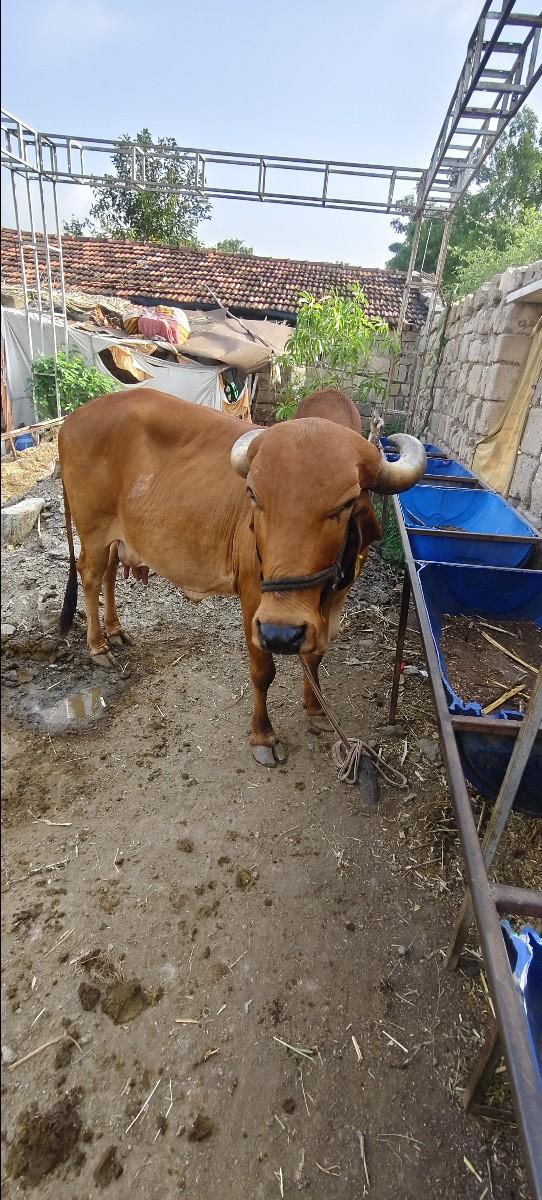 થંબનેલ 2