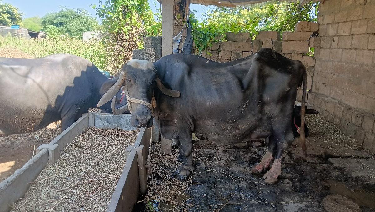 થંબનેલ 2