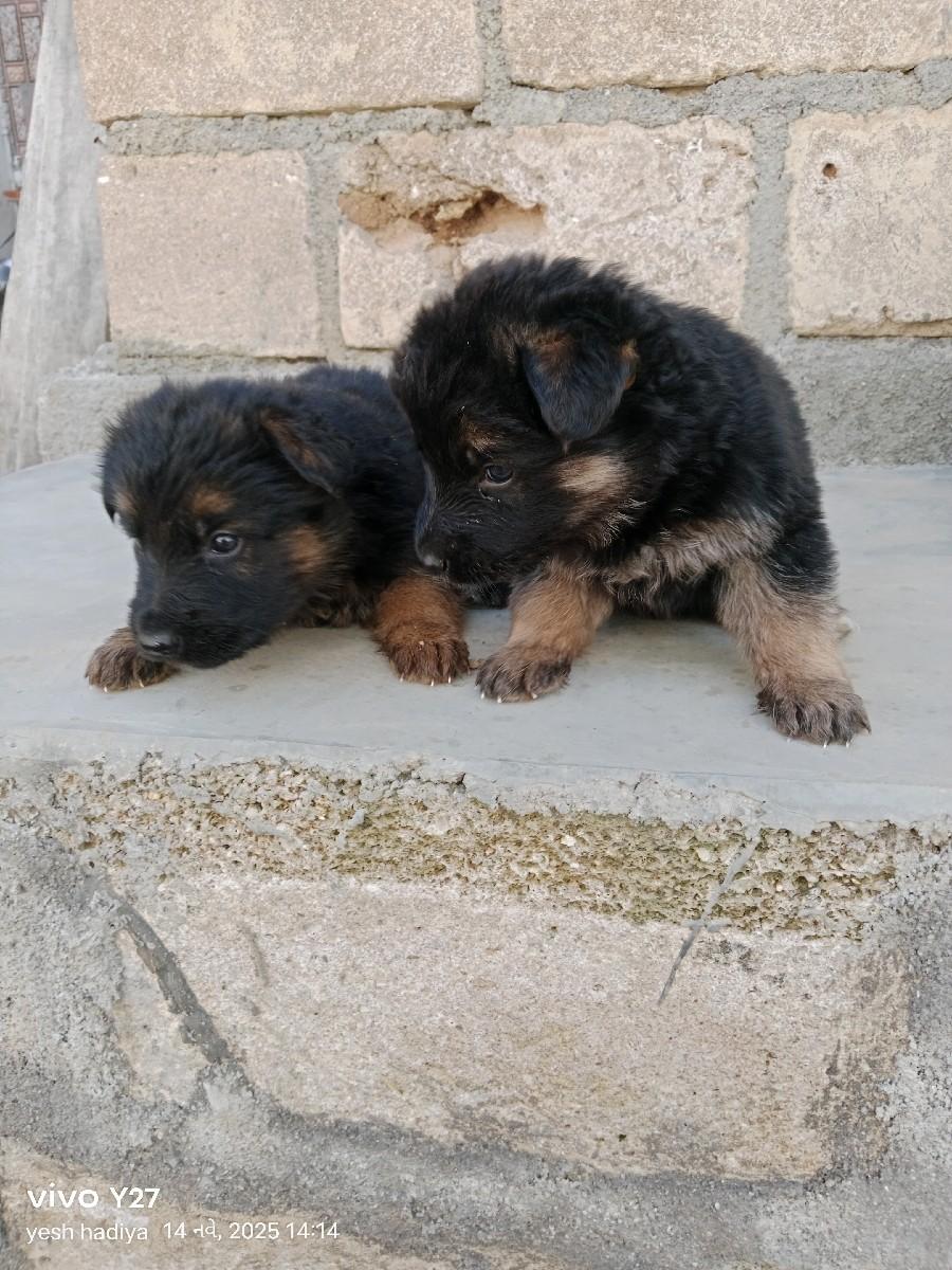 થંબનેલ 3