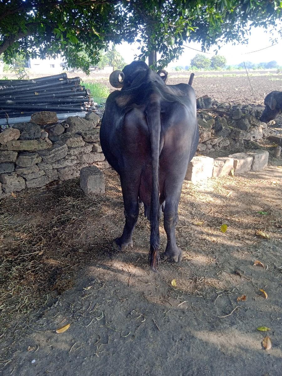 થંબનેલ 2