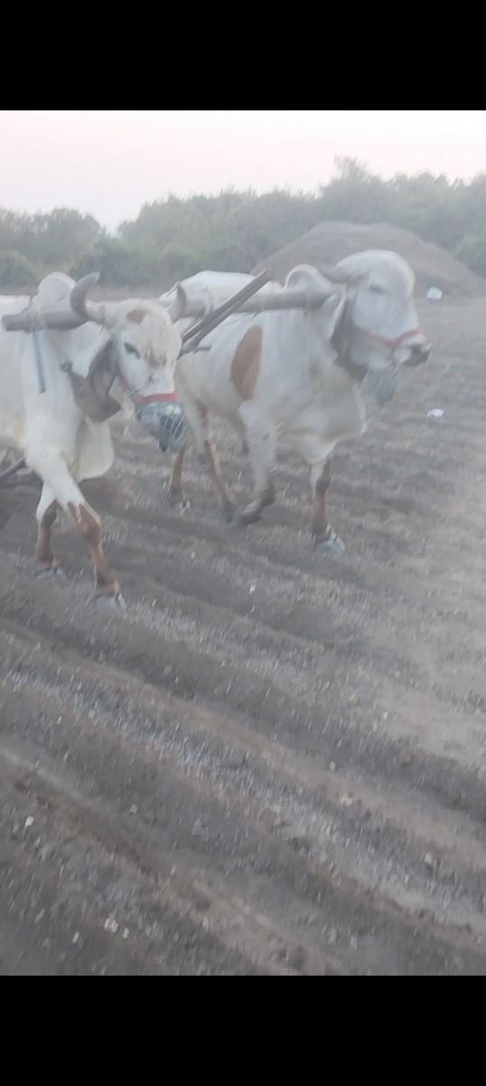 ગોઢલા વેસવાના છે