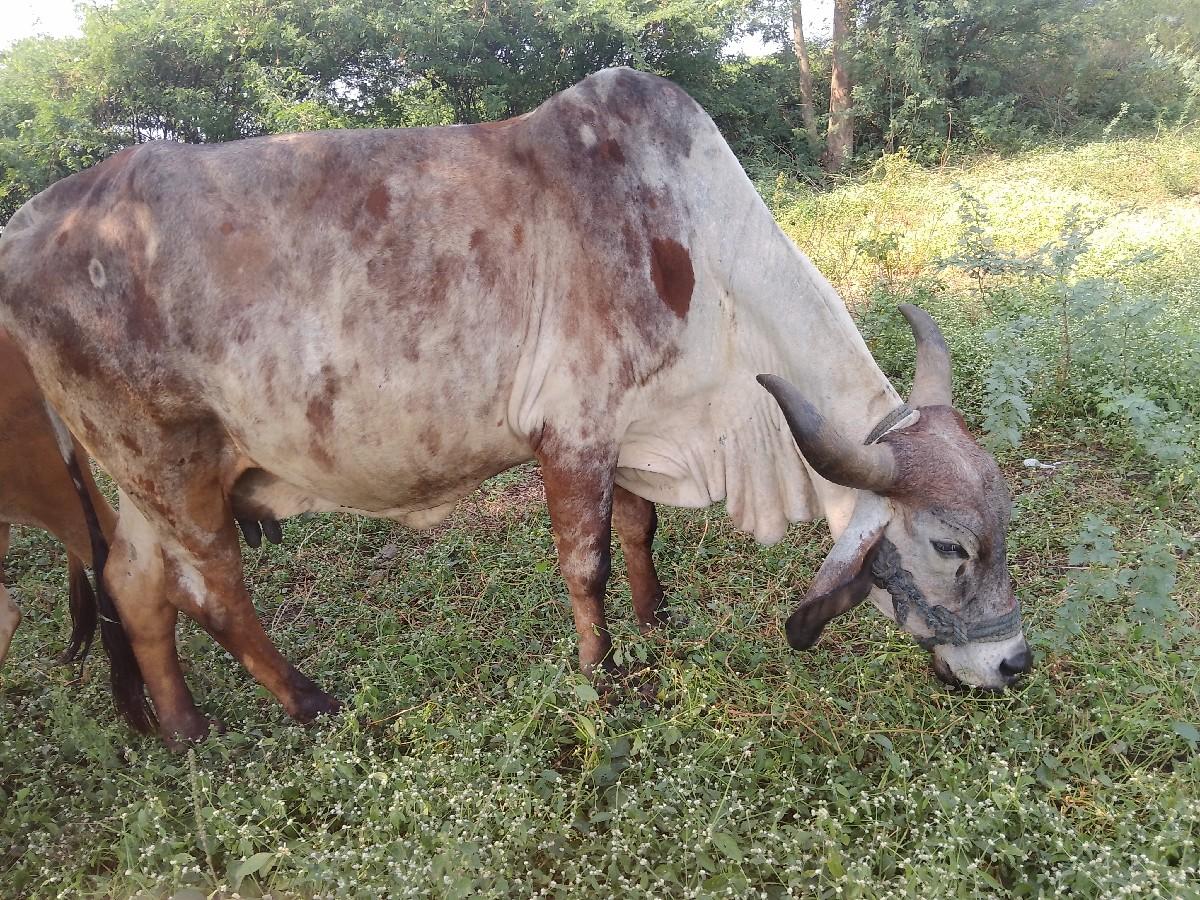 थंबनेल 3