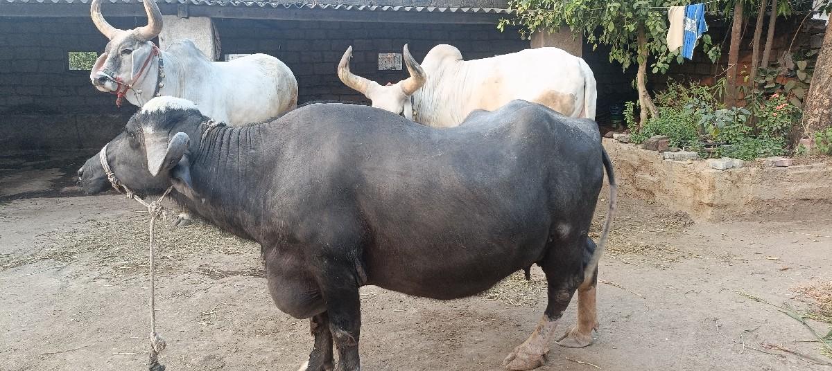 થંબનેલ 3