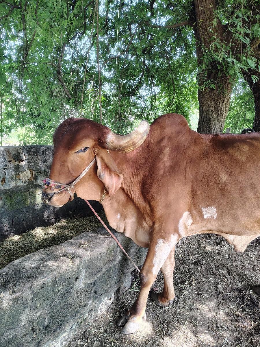 થંબનેલ 2