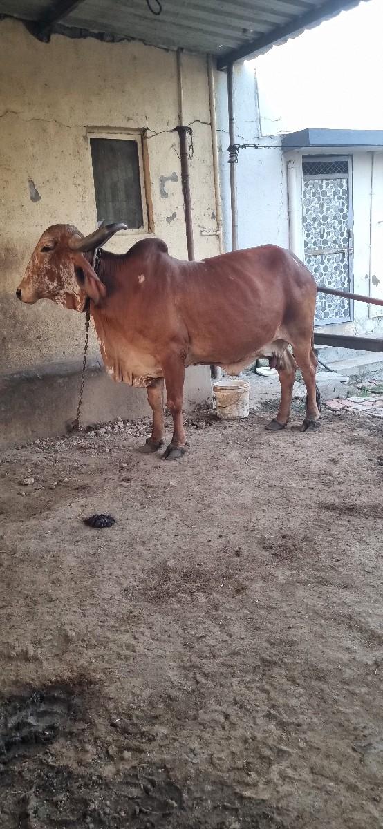 થંબનેલ 3