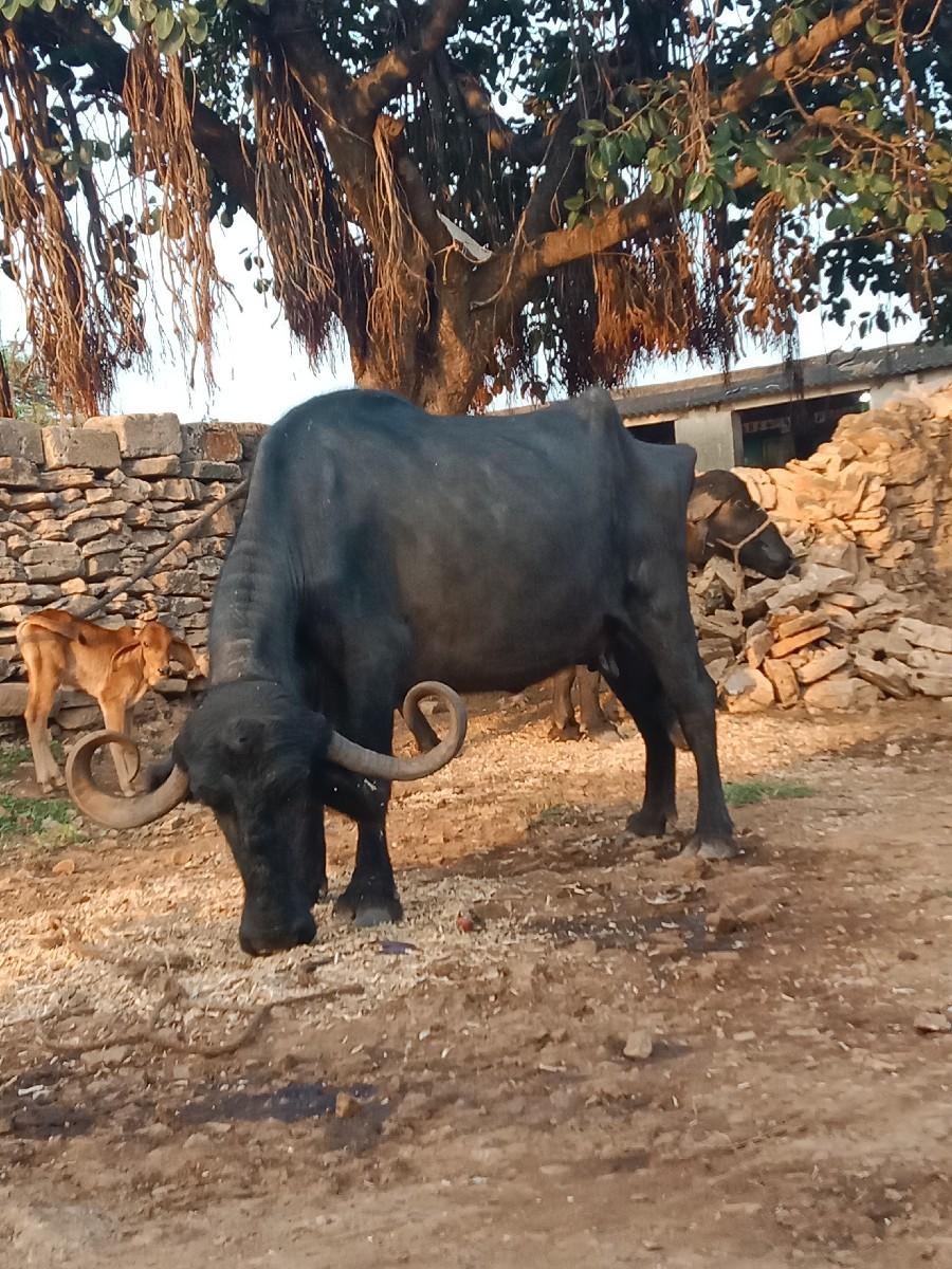 થંબનેલ 3