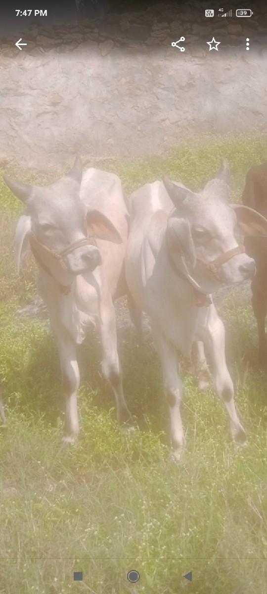 થંબનેલ 2