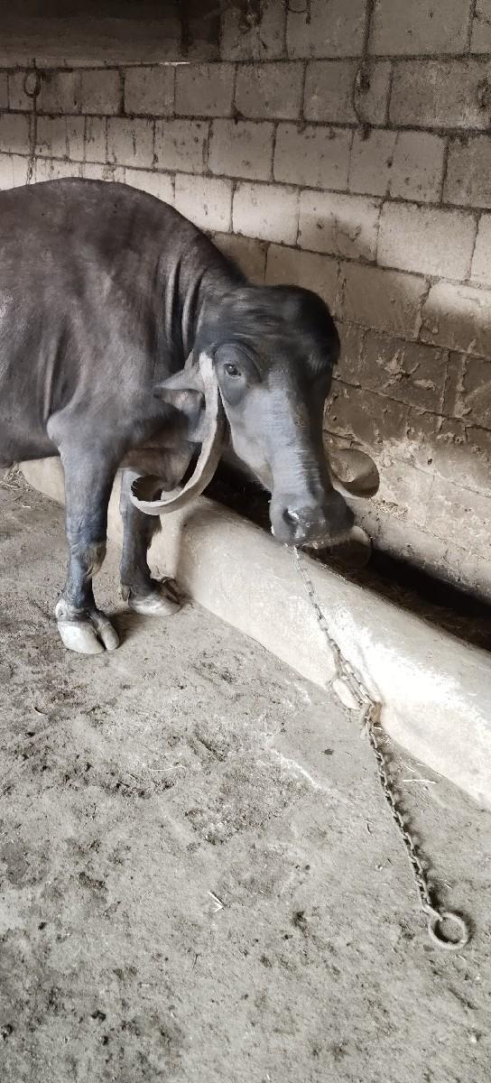 ત્રીજુ વેતર ગાભણી સે