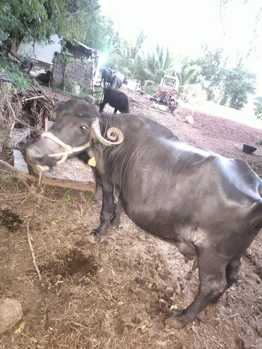 ભેંસ વેચવાની છે