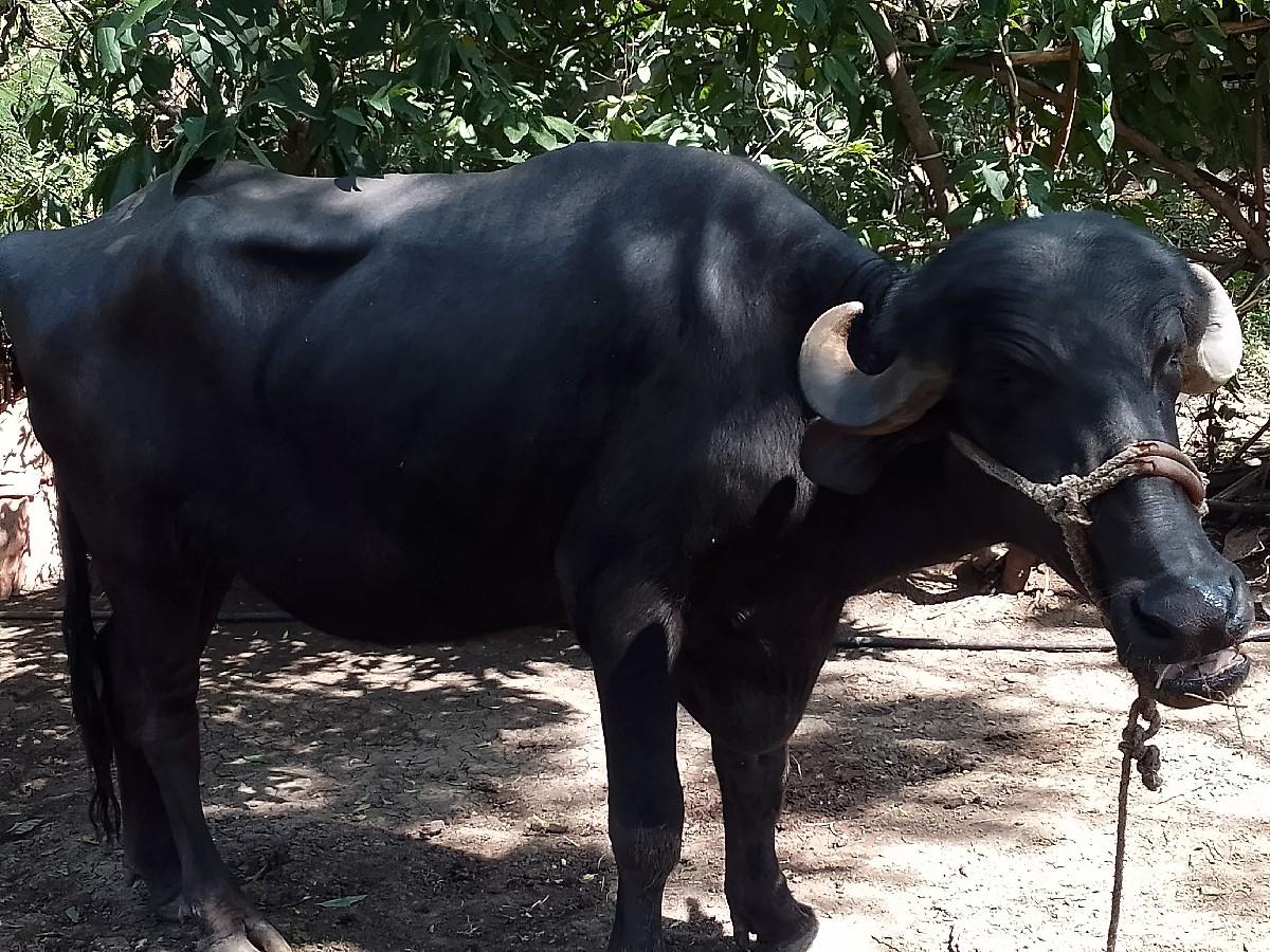 થંબનેલ 2