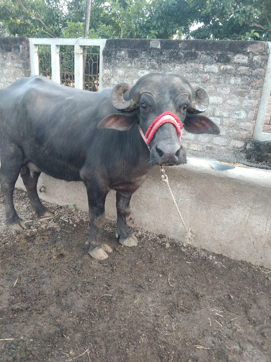 ભેંસ વેચવા ની છે