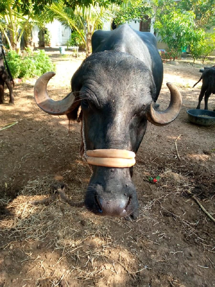 થંબનેલ 3