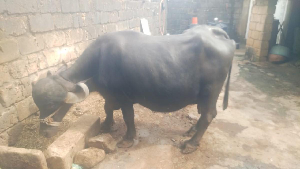 થંબનેલ 3