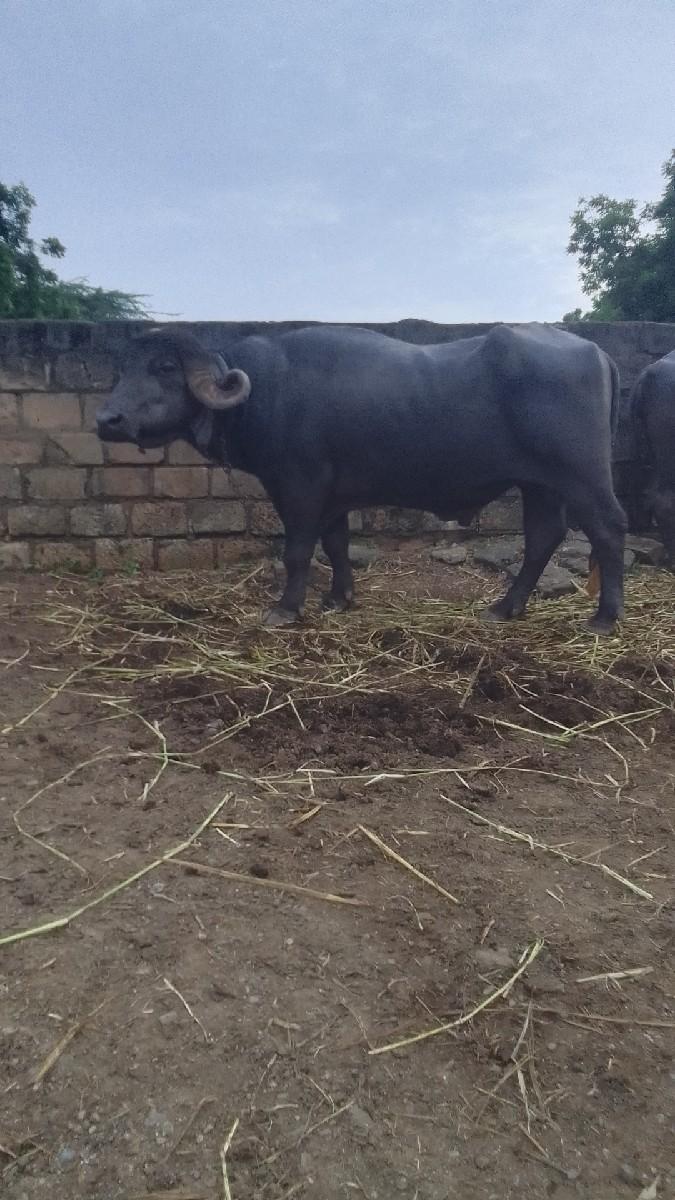 થંબનેલ 3