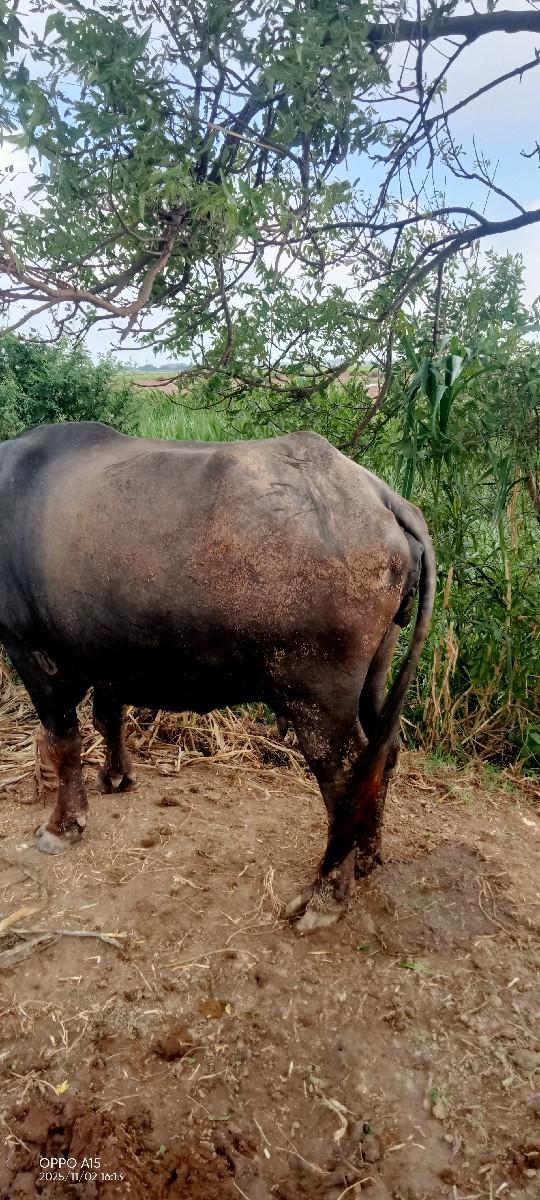 થંબનેલ 2