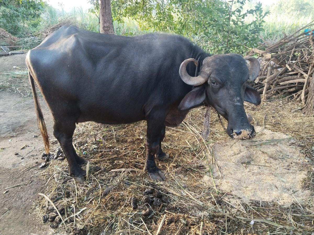 થંબનેલ 1