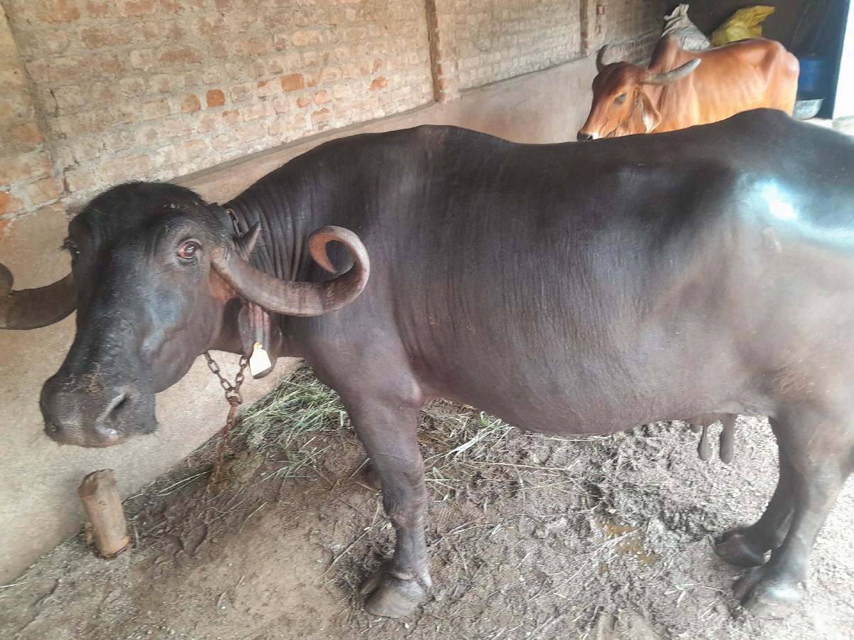 થંબનેલ 3