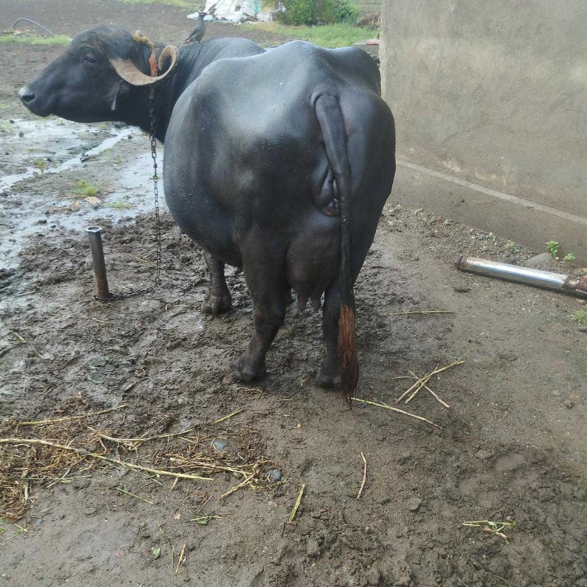 થંબનેલ 3