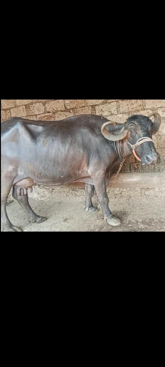 આ ભેંસ વેચવાની છે