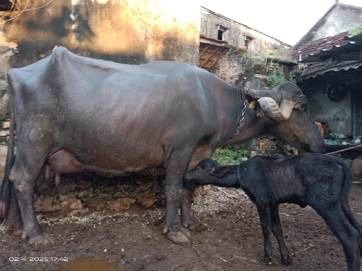 ભેસવેચવાનીછે