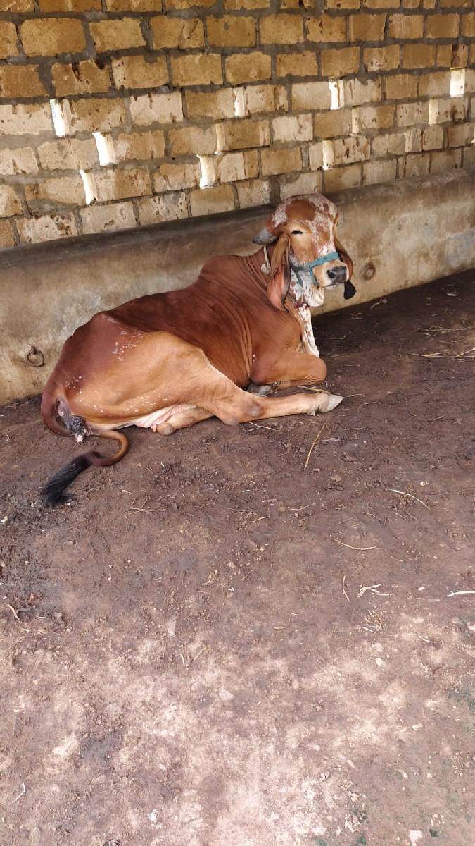 થંબનેલ 2