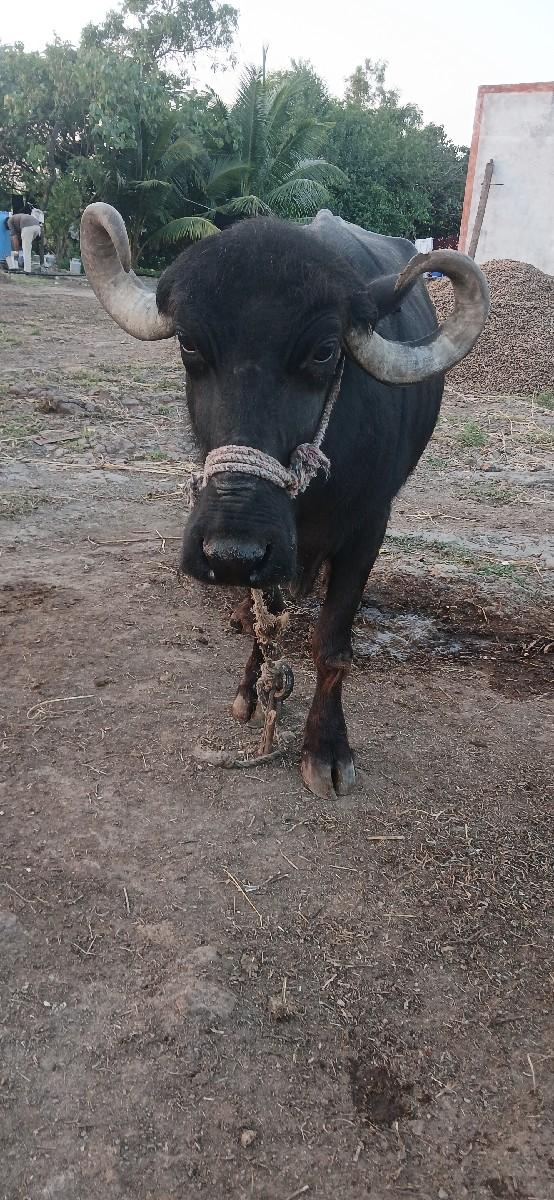 પેલુ વેતર વ્યાની