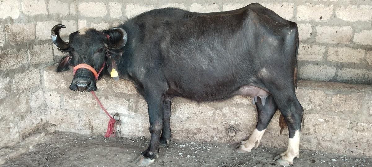 થંબનેલ 2