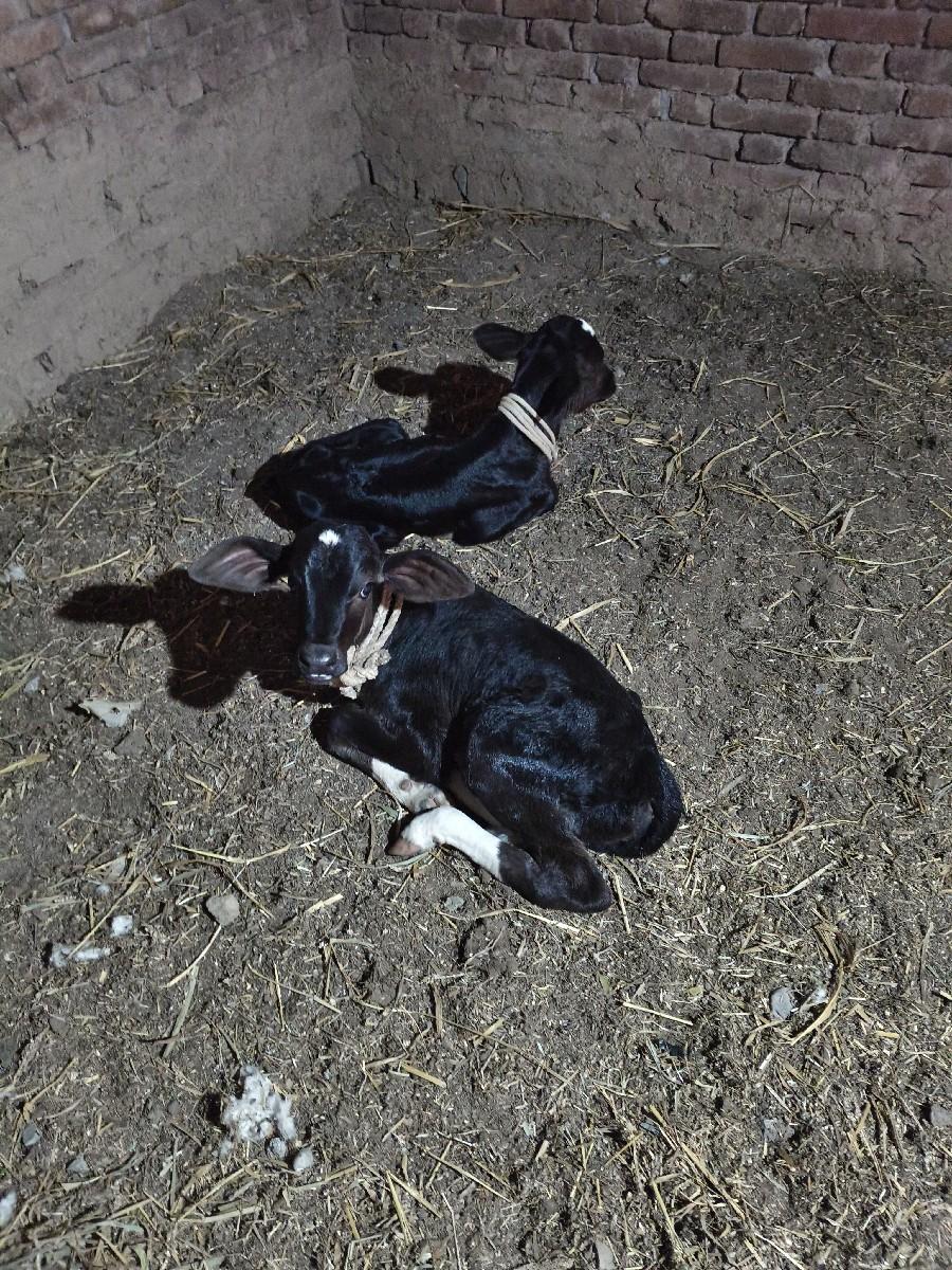 થંબનેલ 3