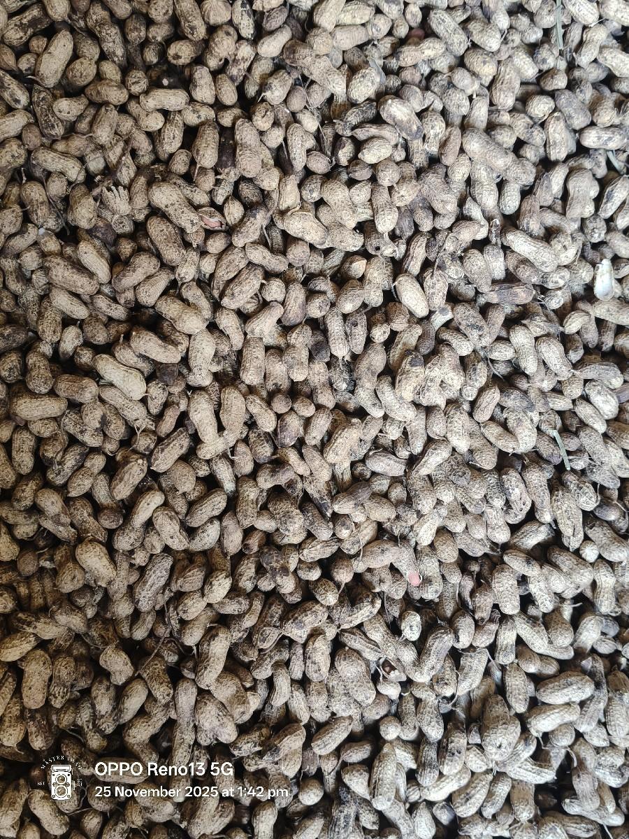 મગફળી(માંડવી)