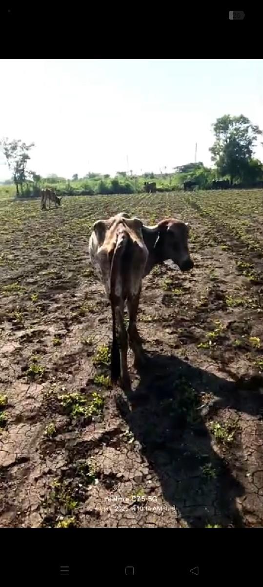 બવ સારી છે