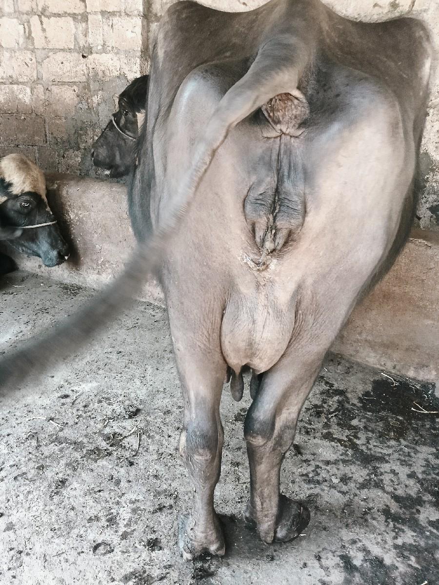 થંબનેલ 2