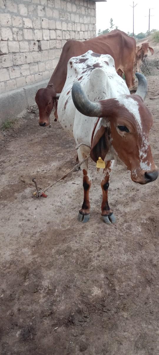 થંબનેલ 2