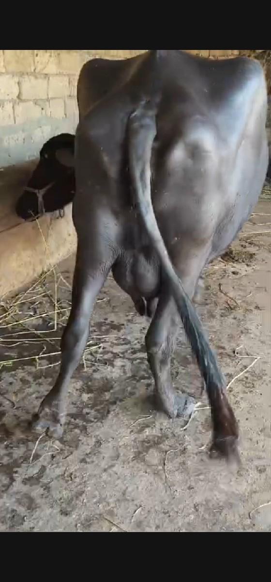 થંબનેલ 2