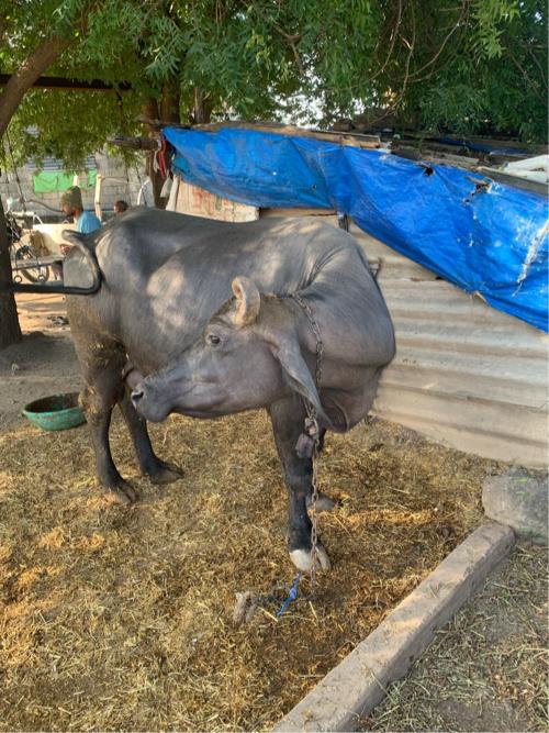 થંબનેલ 2