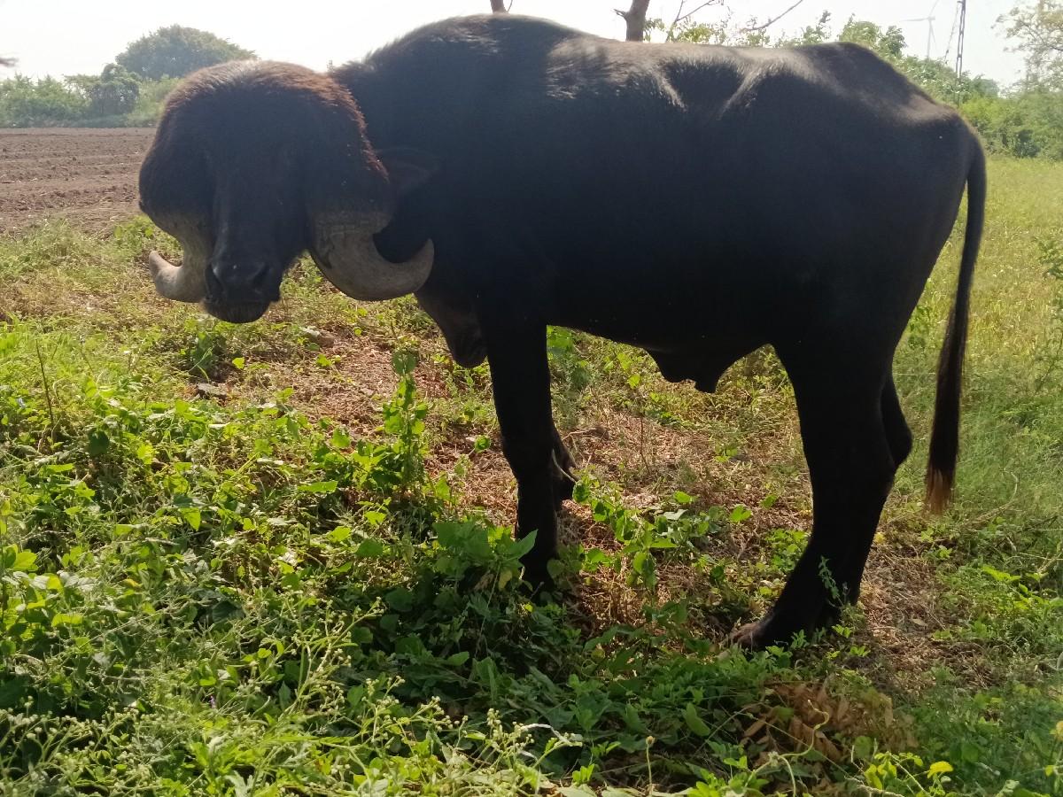 થંબનેલ 3