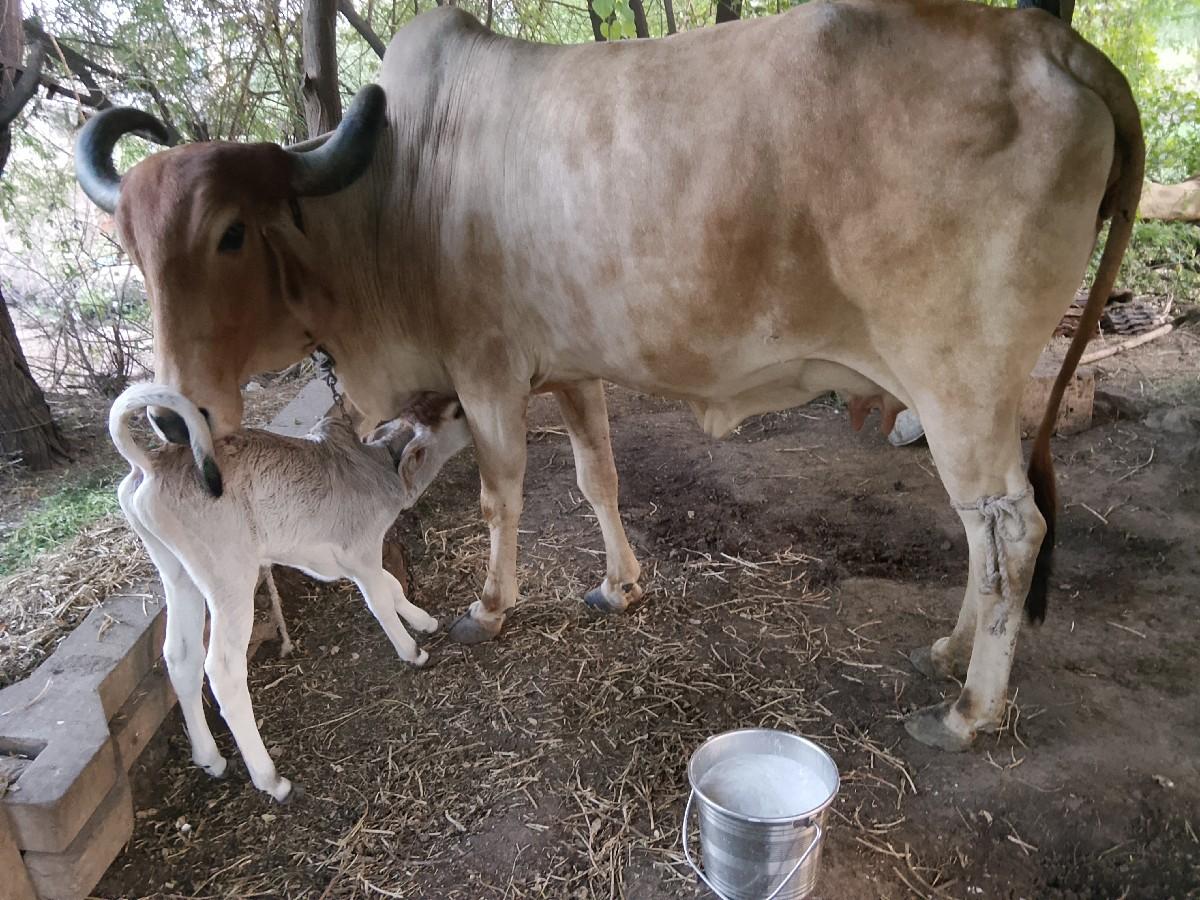 થંબનેલ 5