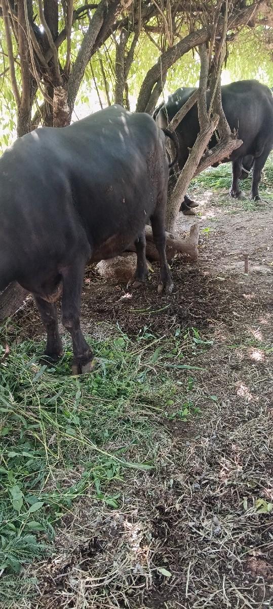 થંબનેલ 2