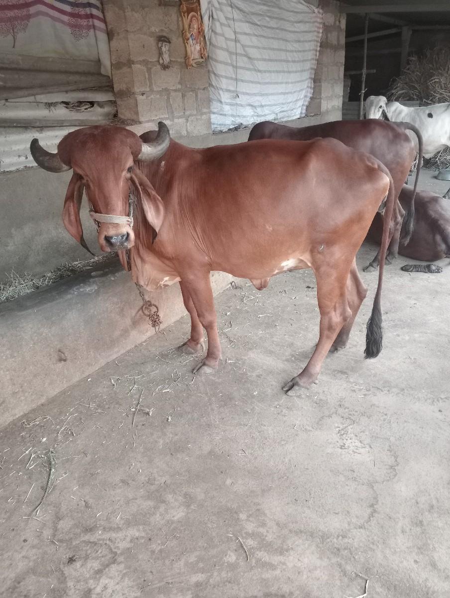 થંબનેલ 2