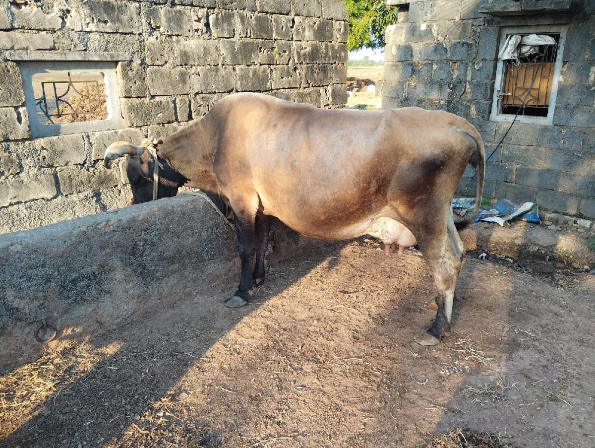 થંબનેલ 3