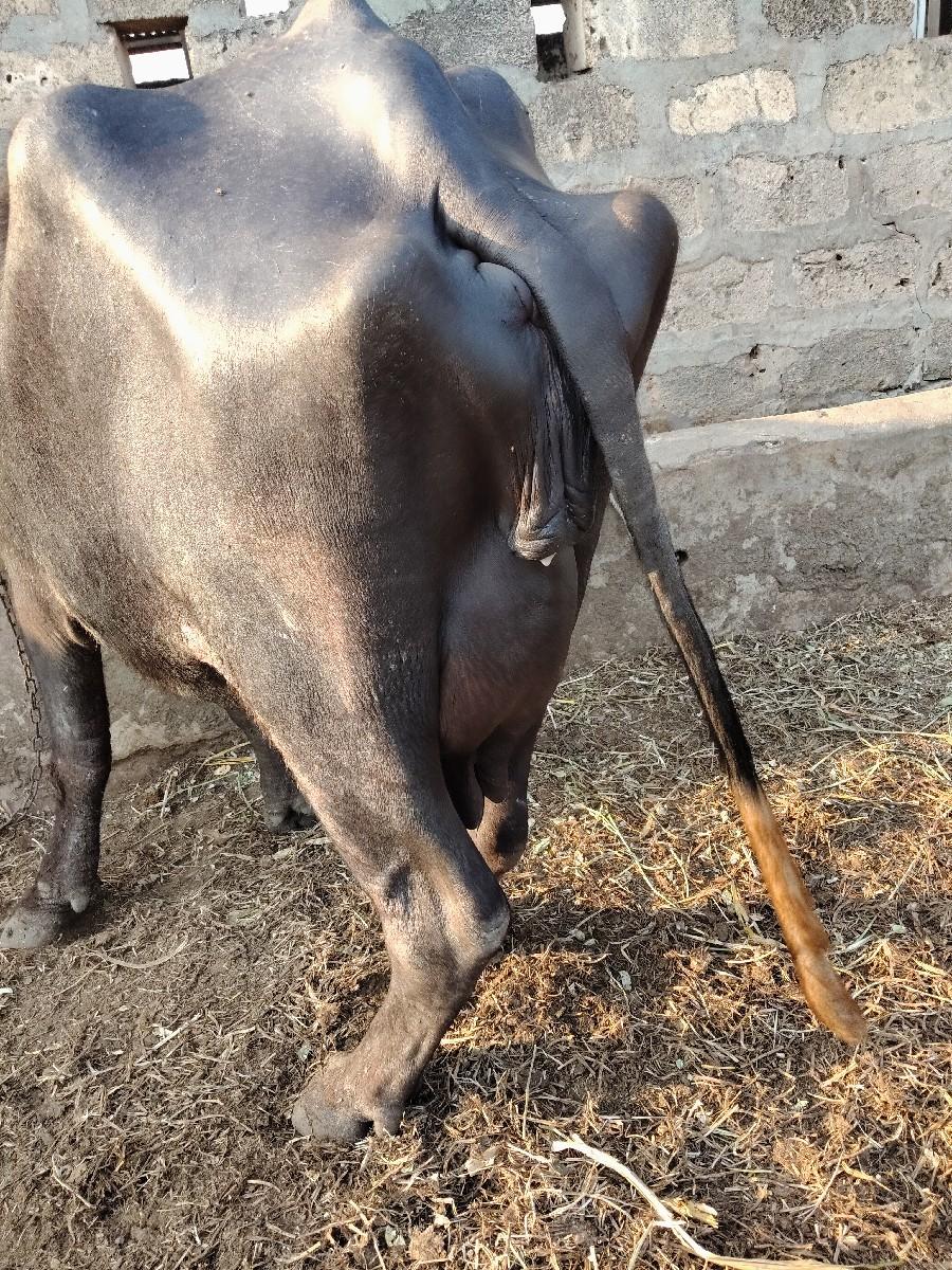 થંબનેલ 2