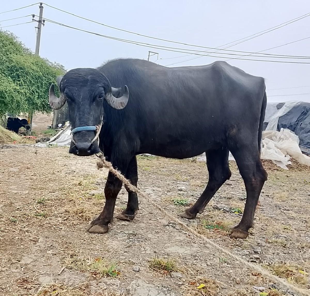 થંબનેલ 3