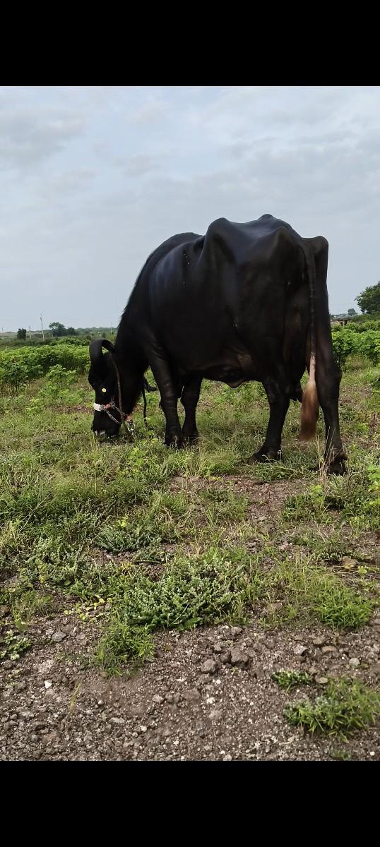 થંબનેલ 2