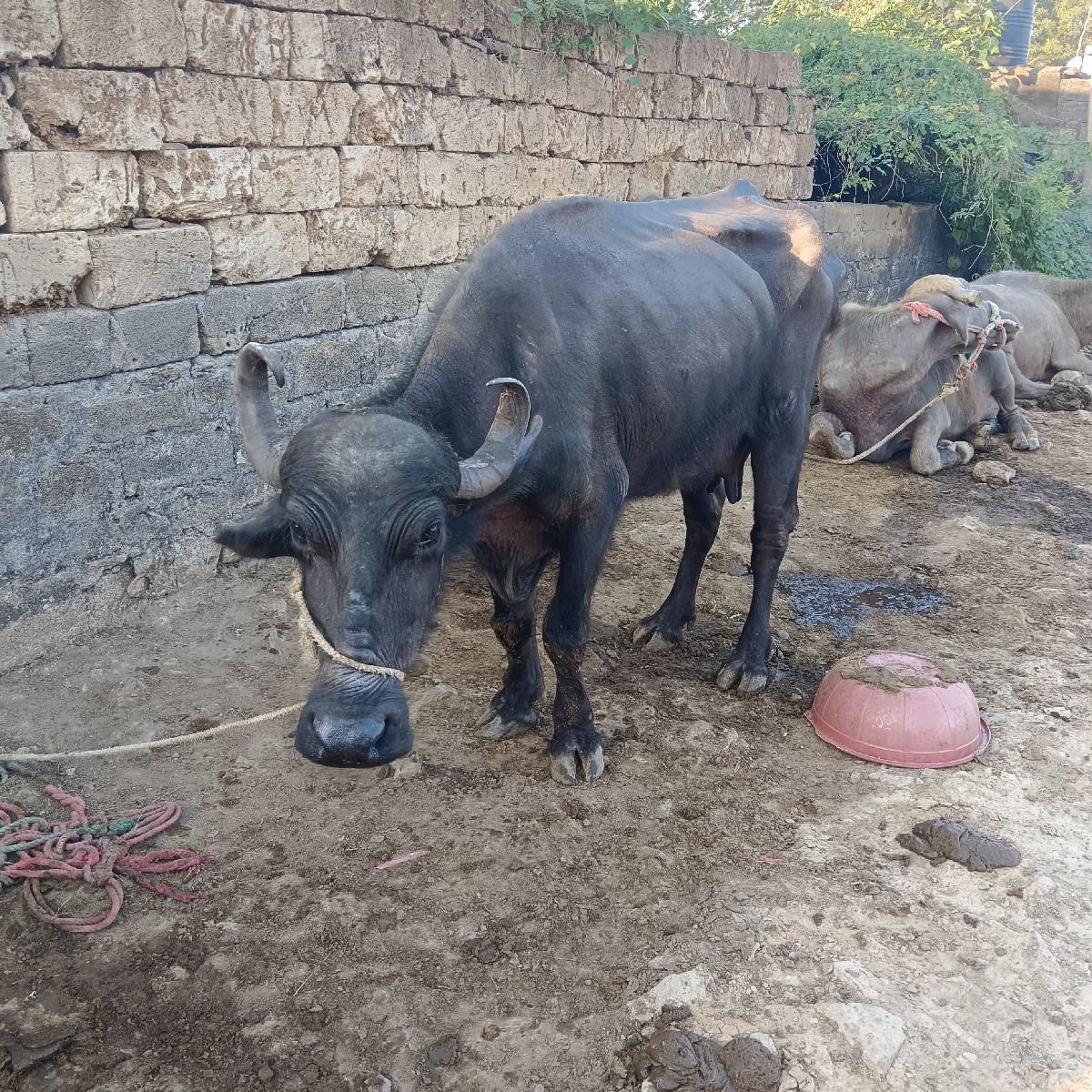 બે. ભેસૂ. વેચવાની