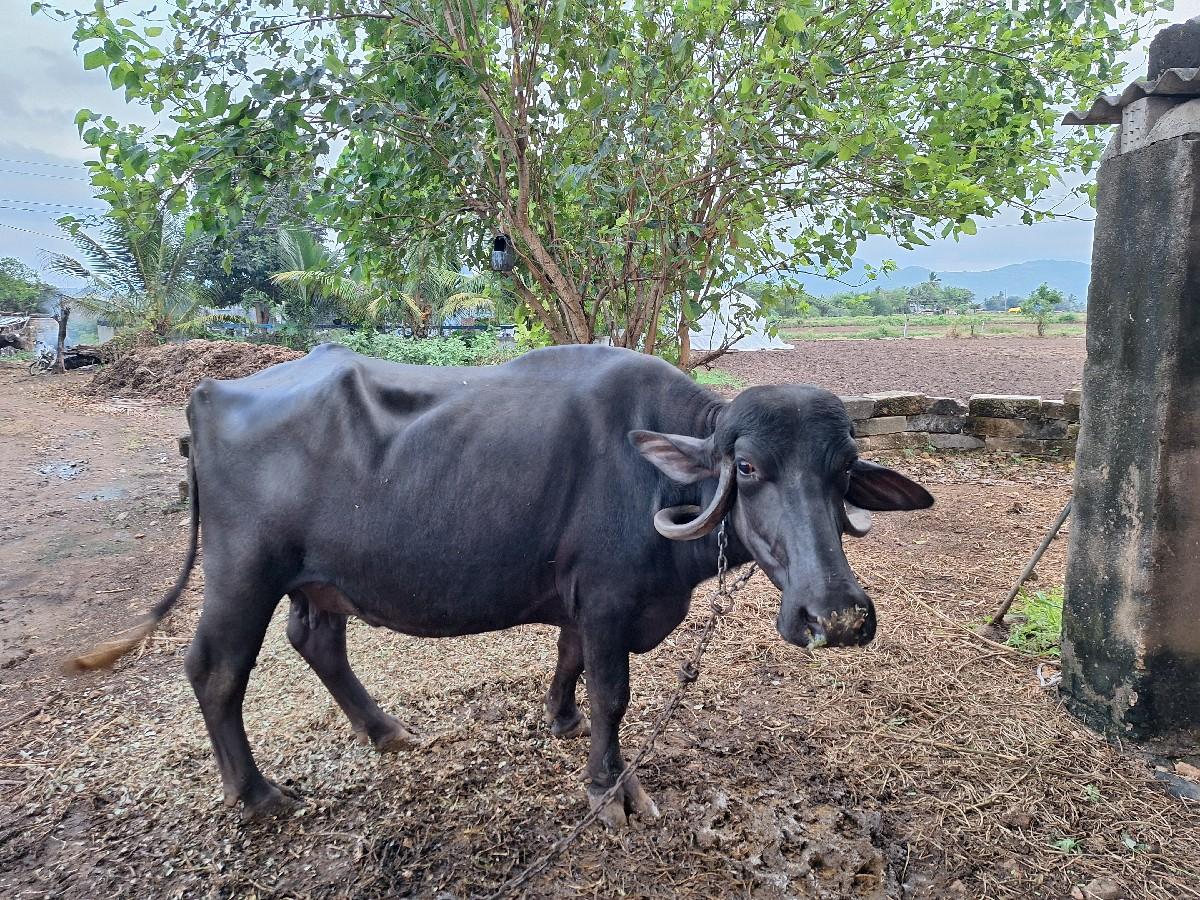 થંબનેલ 2