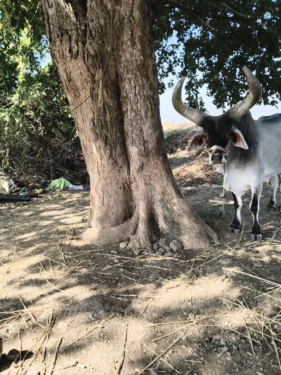 3વાવણી વાવીછે