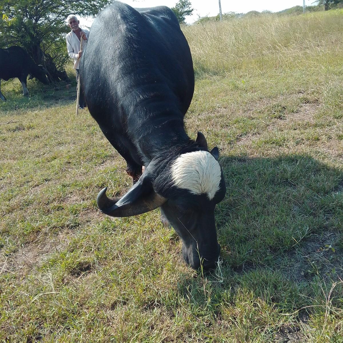 થંબનેલ 2